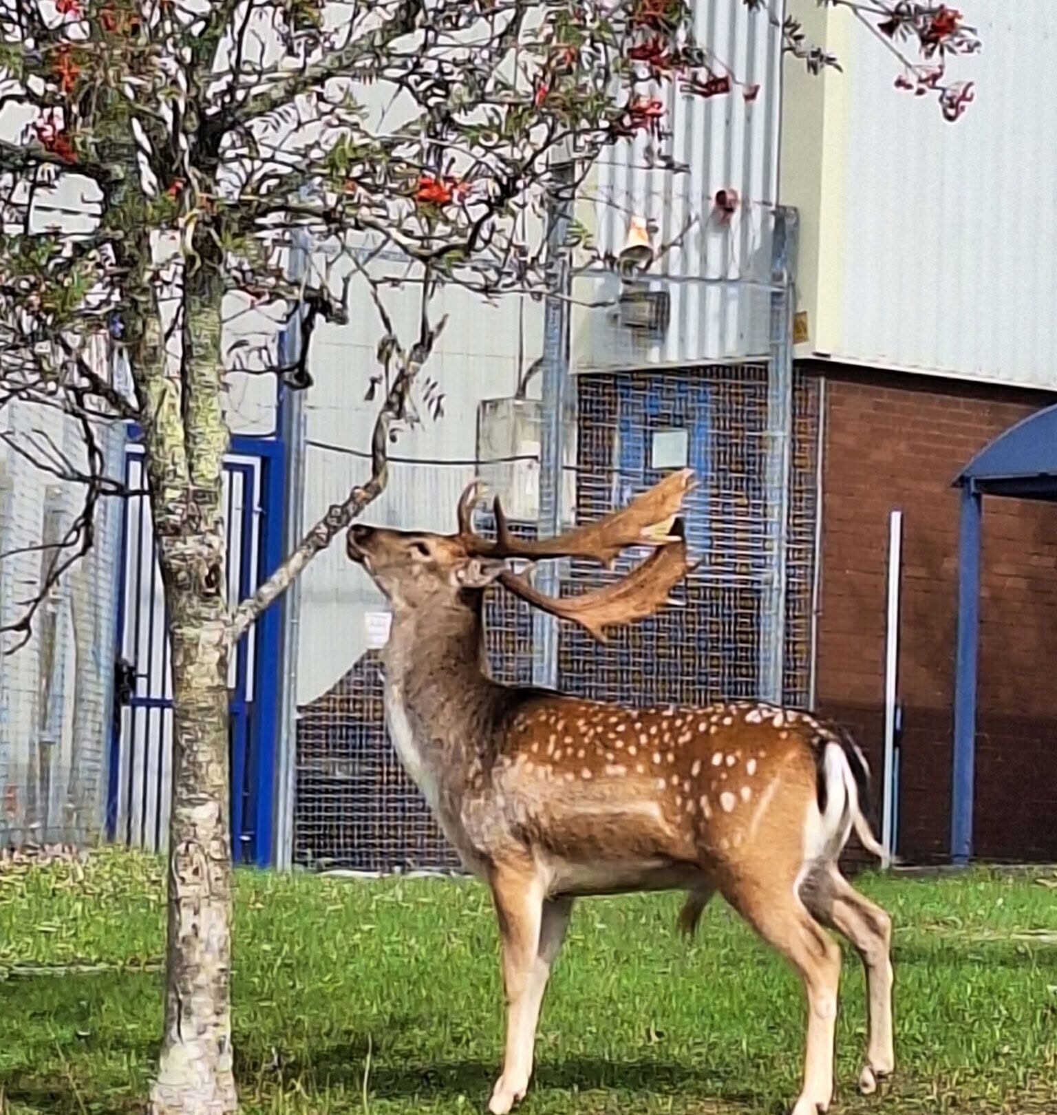 A fallow deer stag with large antlers standing under a rowan tree on the grass outside Plymouth Wellbeing Centre
