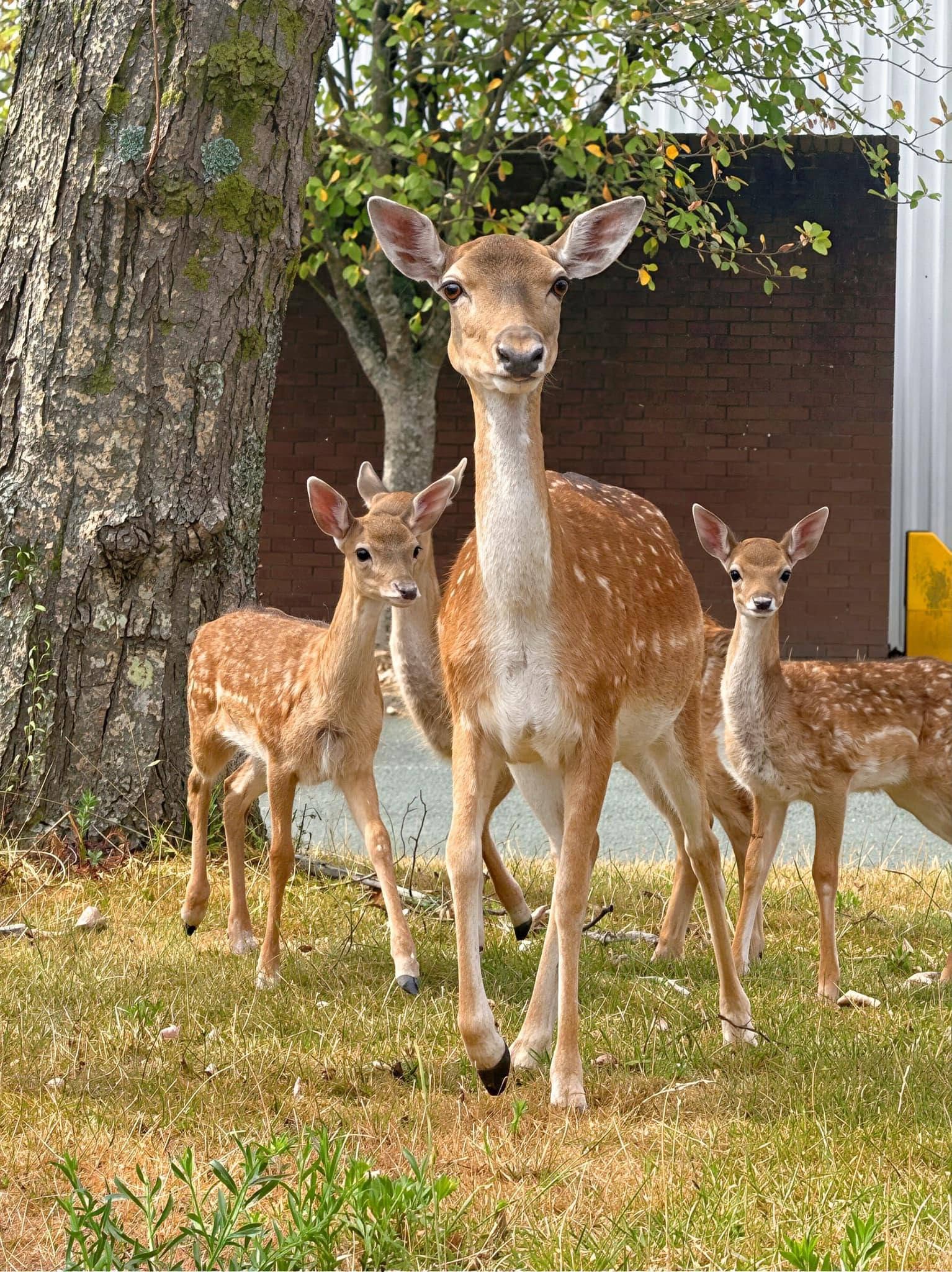 A fallow deer doe and three spotted fawns standing on the grass outside the brick building at Plymouth Wellbeing Centre, looking at the camera